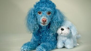 Poodle Colors