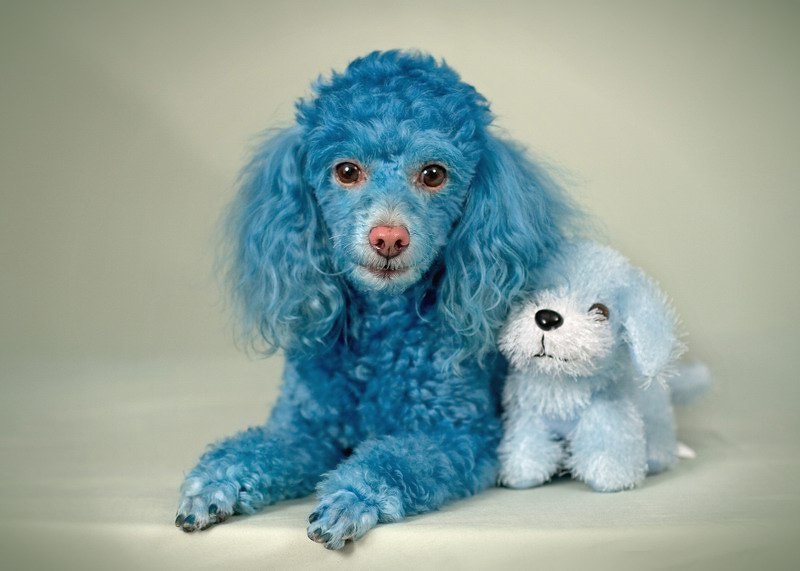 Poodle Colors