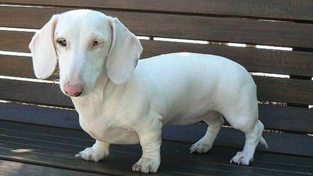 Rarest Dachshund Colors