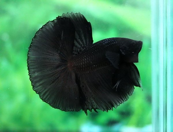 Rarest Betta Fish Colors