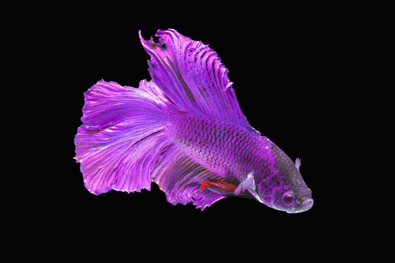 Rarest Betta Fish Colors