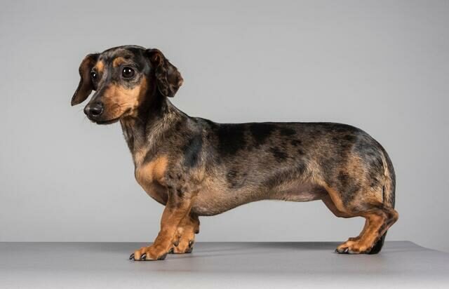 Rarest Dachshund Colors