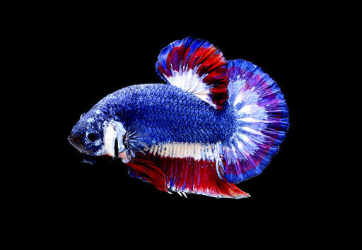 Rarest Betta Fish Colors
