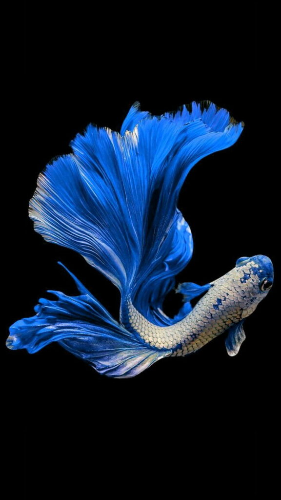 Rarest Betta Fish Colors