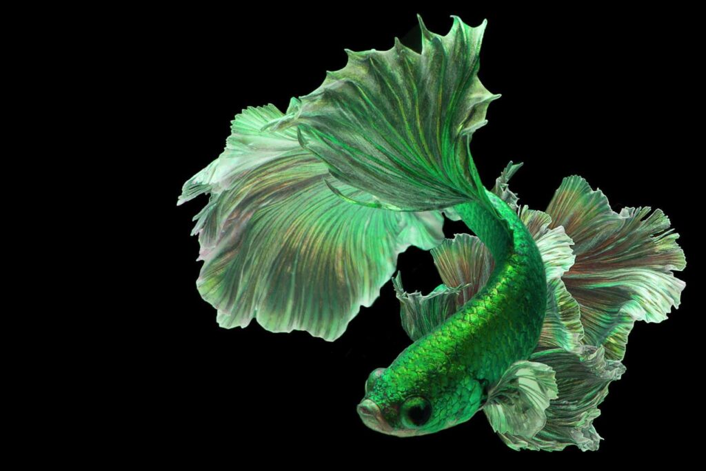 Rarest Betta Fish Colors