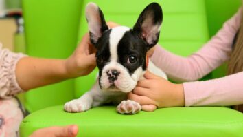 French Bulldog and Kids: Safety, Socialization, and Family Life
